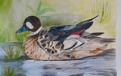 Concurso “Aves del Sur de Chile”